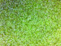 Glass filter media